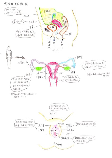 生殖器 女|女性の生殖器のしくみ